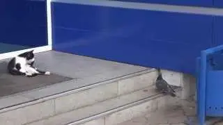 Кот и Голубь