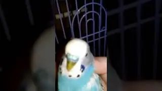 Различаем пол возраст волнистых попугаев