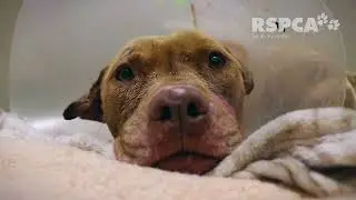 Ivy was horribly injured by another dog in her own backyard 💔