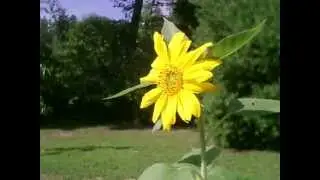 1st Sunflower has Bloomed 7/25/2013