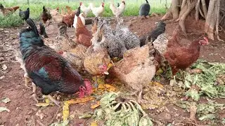 What do I feed OVER 20,000 CHICKENS on My Farm?