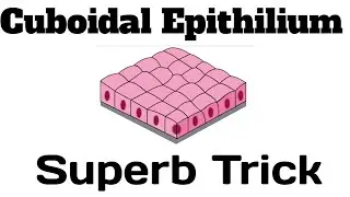 #cuboidalepithilium|cuboidal epithilium trick|easy way to learn cuboidal epithilium|NEET|TGT|PGT