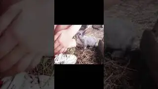 ручной кролик 🐇 #семейныйканал #животные #природа