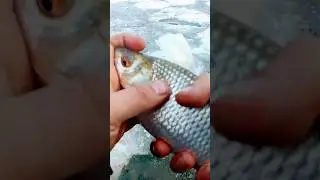 СОРОГА - КОНЬ! БРАТСКОЕ ВОДОХРАНИЛИЩЕ. 