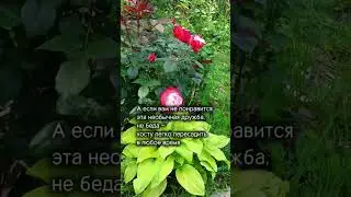 Роза + хоста =?  - семена и саженцы по  России - 3seed.ru