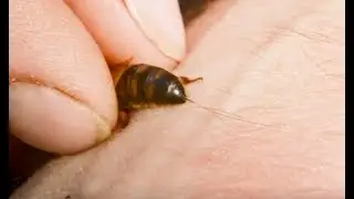 Ужалила матка #пчеловодство