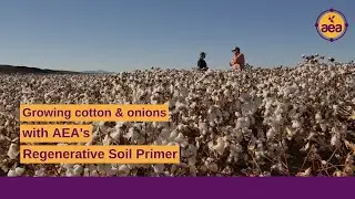 Growing cotton and onions with AEA's Regenerative Soil Primer | Regenerative farmer James Johnson
