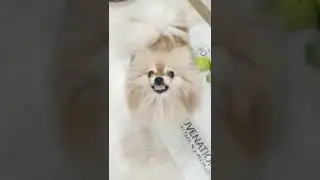 Почти милый шпиц - Бася!