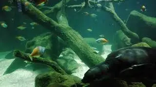 Aquarium  Cologne. Germany.