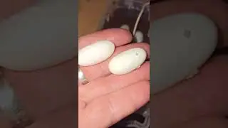 Четвёртая кладка эублефара Горохи.