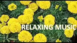 MUSIC RELAXING 🌺   FLOWER THERAPY #music #relax