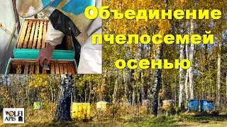 #объединение_пчелиных_семей