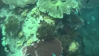 Snorkeling coral