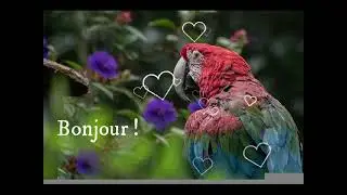 Perroquet bonjour !