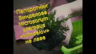 #Папоротник#Винделова #Microsorum pteropus «Windelov» на лаве