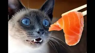Как животные смотрят на еду / очень смешно когда животные смотрят на еду