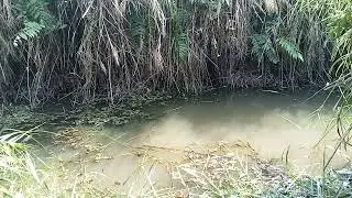 keseruan mancing ikan papuyu/betok babon