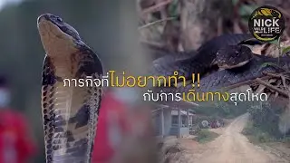 ย้ายรังจงอางไชยา อสรพิษวิทยา EP.208