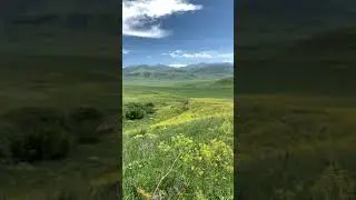 С этого разнотравья невероятно вкусный мёд.