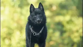 ШИППЕРКЕ В 7 МЕСЯЦЕВ. КАКИЕ ОНИ?