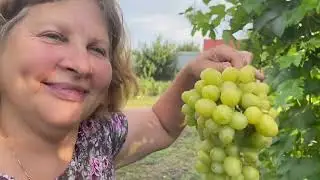 Найсмачні ранні мускати. Дегустація та вимір цукру.
