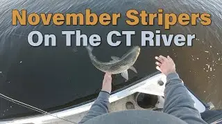 November Stripers in the CT River