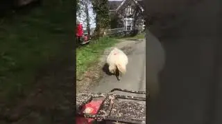 Ewe Disappeared . 