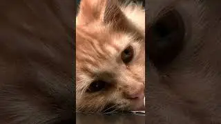 Cute Cat😻😍😜