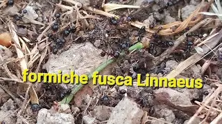 Salvataggio nido di formiche 🐜 [formica fusca Linnaeus].