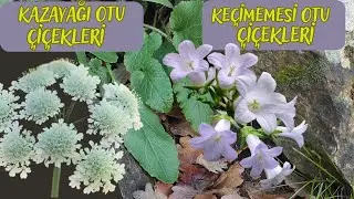 KAZAYAĞI (Oenanthe pimpinelloides) - KEÇİMEMESİ (Campanula Rapunculoides) ÇİÇEKLERİ