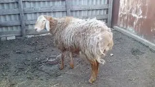 Баран производитель после зимовки.