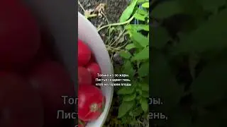 Удалять или не удалять листья на томатах? #дачныесоветы #дача
