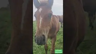 Curious foal