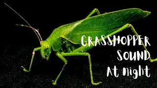 How grasshopper makes sound at night|real visuals|Grasshopper noise up-close into its world|