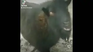 Саня, здорово 😂🤣🔥