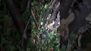 авария пшада.два погибших