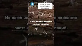 Невероятные ГРИБЫ 