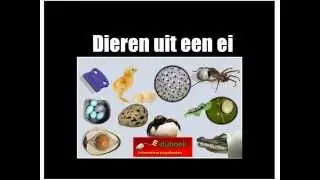 Dieren uit een ei inkijkexemplaar groep 5/6