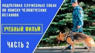 Подготовка (дрессировка) собак по поиску человеческих останков. (Часть 2)
