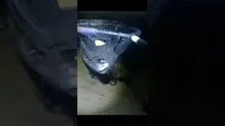 Бывало и побольше. #fishing #рыбалкавидео #рыбалка