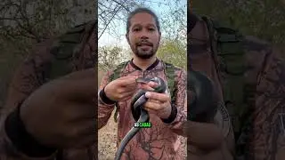 A cobra que mama? Mito ou verdade?