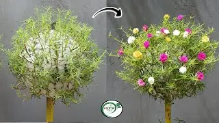 How to grow flowers Amazing ball shape | creative ideas for planting ball-shaped flowers | ETW Ideas