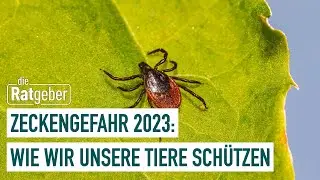 Zecken in Hessen – Gefahr für Mensch und Haustier | Die Ratgeber