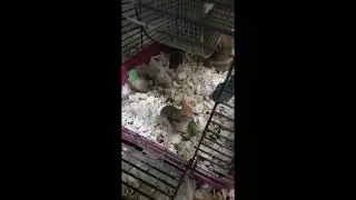 Хомячки малыши отнимают капусту )