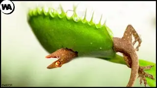 Why Did Plants Start Eating Animals?