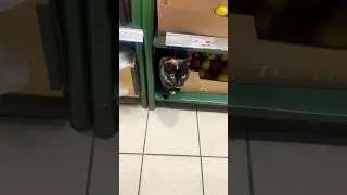Хотите сказать я сама их в магазин затаскиваю ?!!!Заходите на канал , тут много про животных ❤️