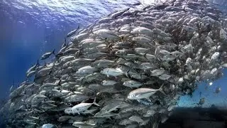 Episode #4, catch and cook more fishes, in simplest way.... 😋😋😋