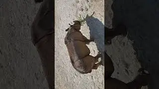 Яванский носорог на грани... 