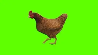 Green screen Hen video | Hen walking green screen