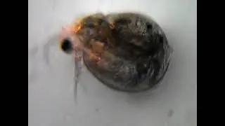 Рачёк.